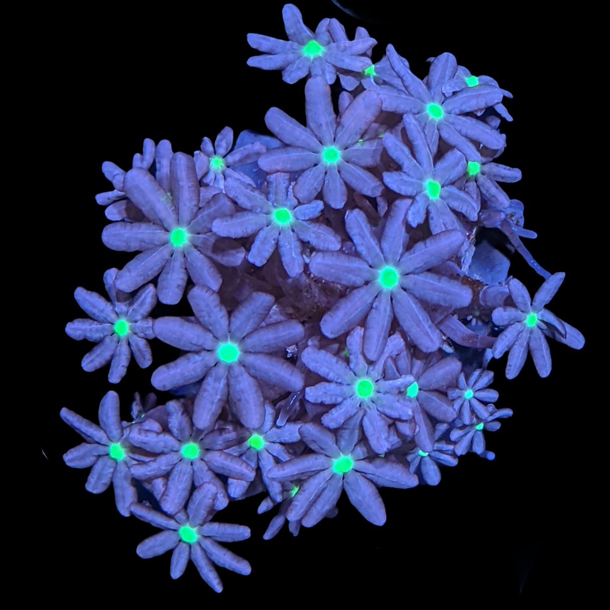 Knopia Jasmine Polyps