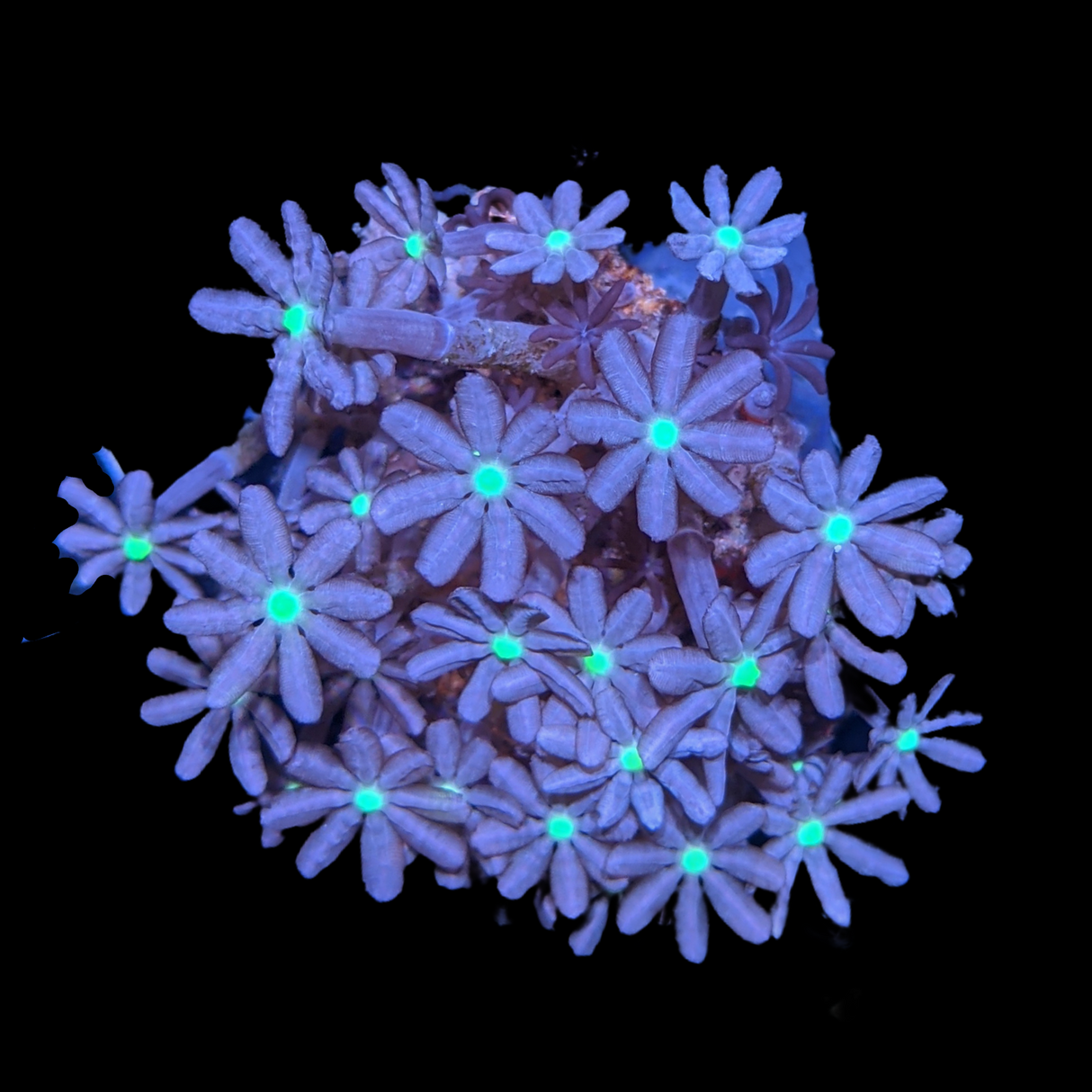 Knopia Jasmine Polyps