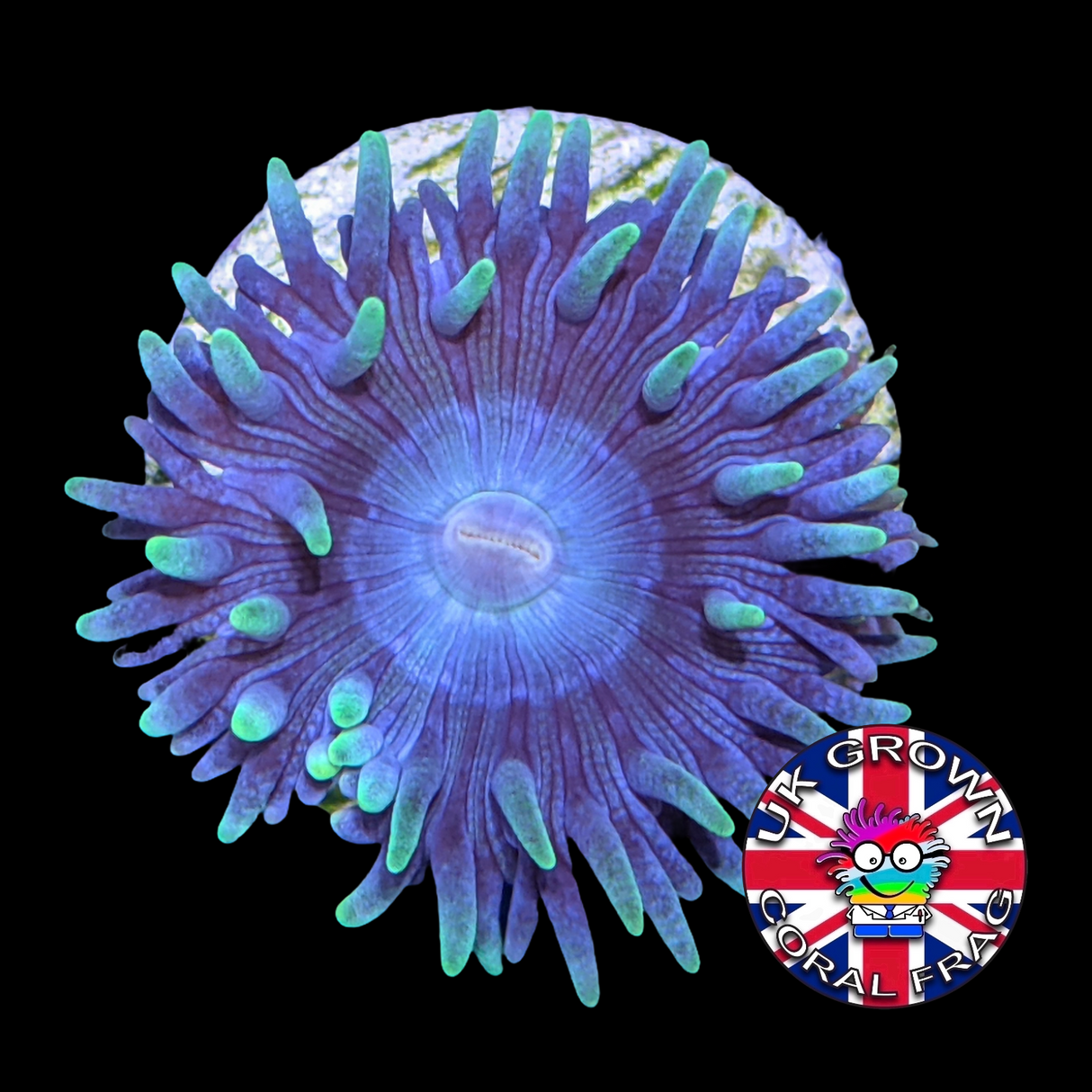 1 Head Duncan (UK Grown)