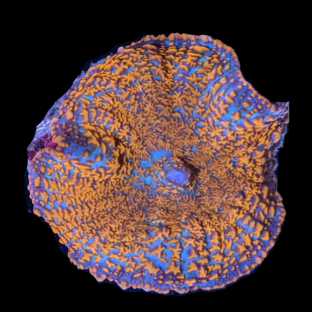 Australian Rhodactis Mushroom