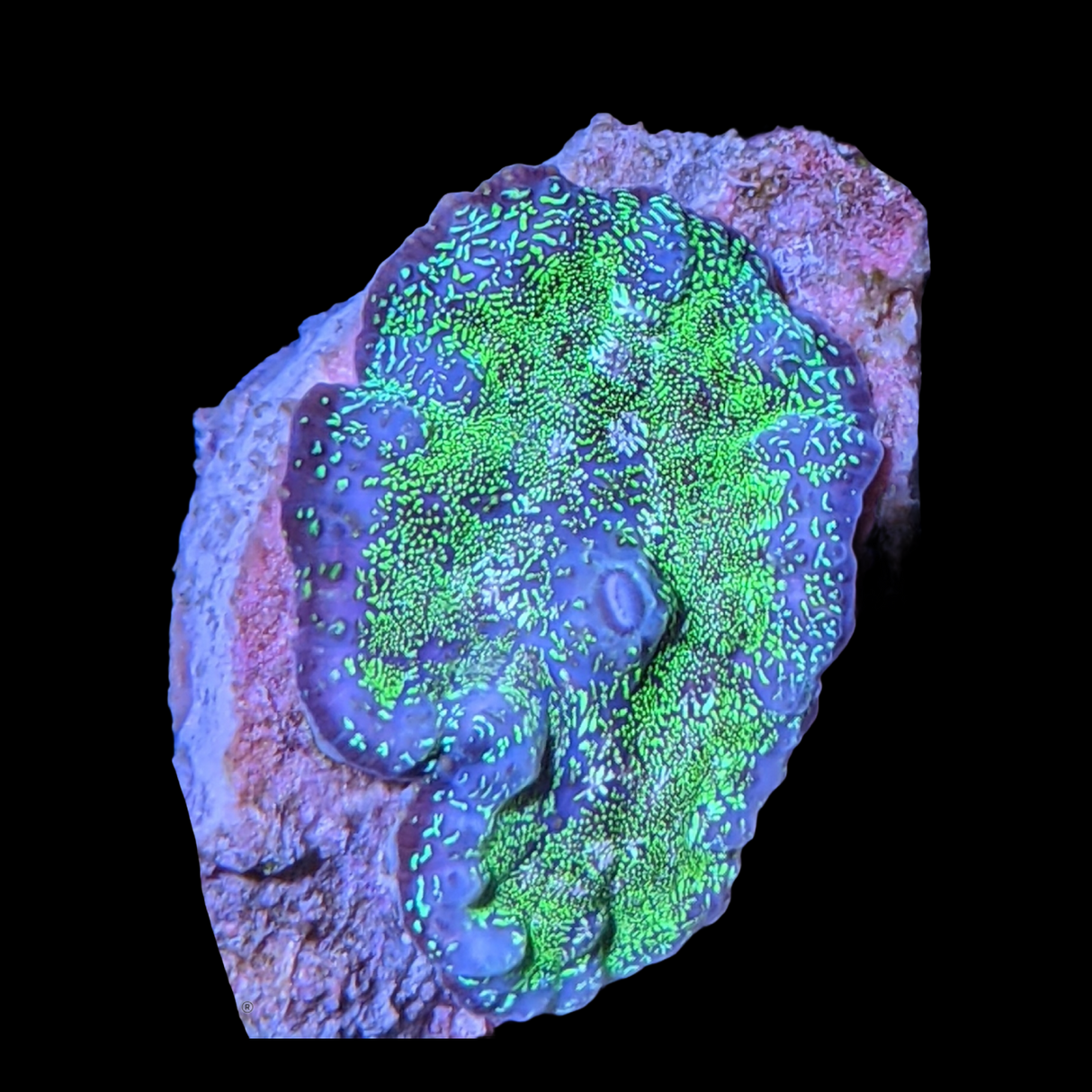 Australian Rhodactis Mushroom