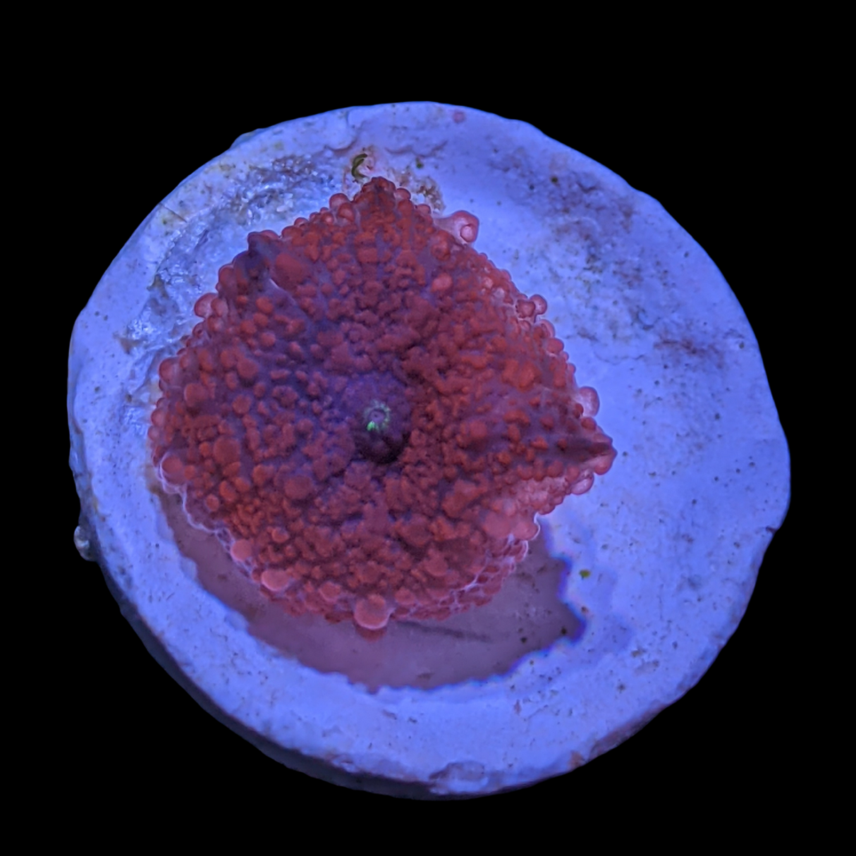 Australian Discosoma Mushroom