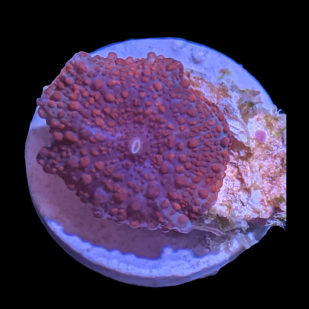 Australian Discosoma Mushroom