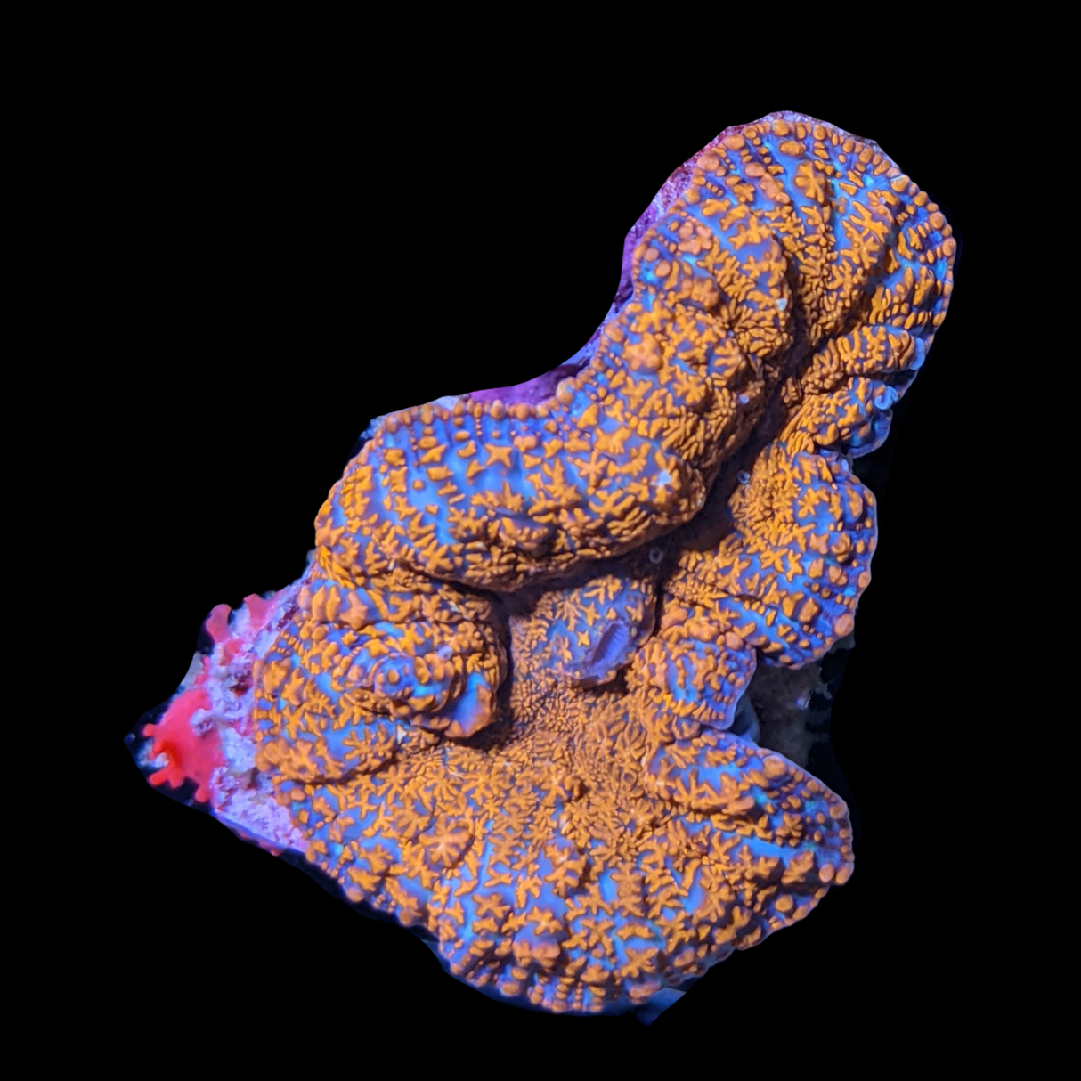 Australian Rhodactis Mushroom