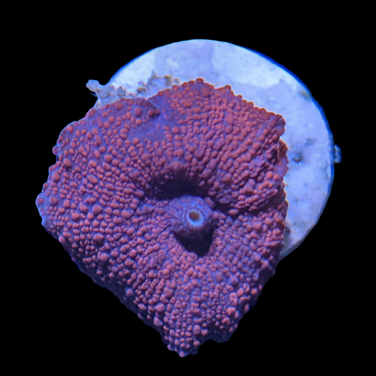 Australian Discosoma Mushroom