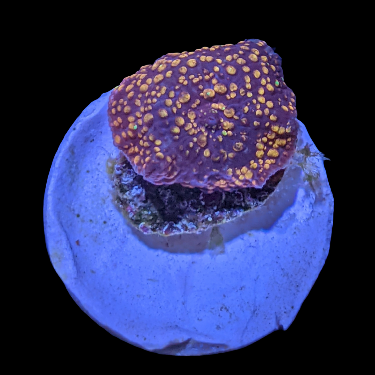 Australian Discosoma Mushroom