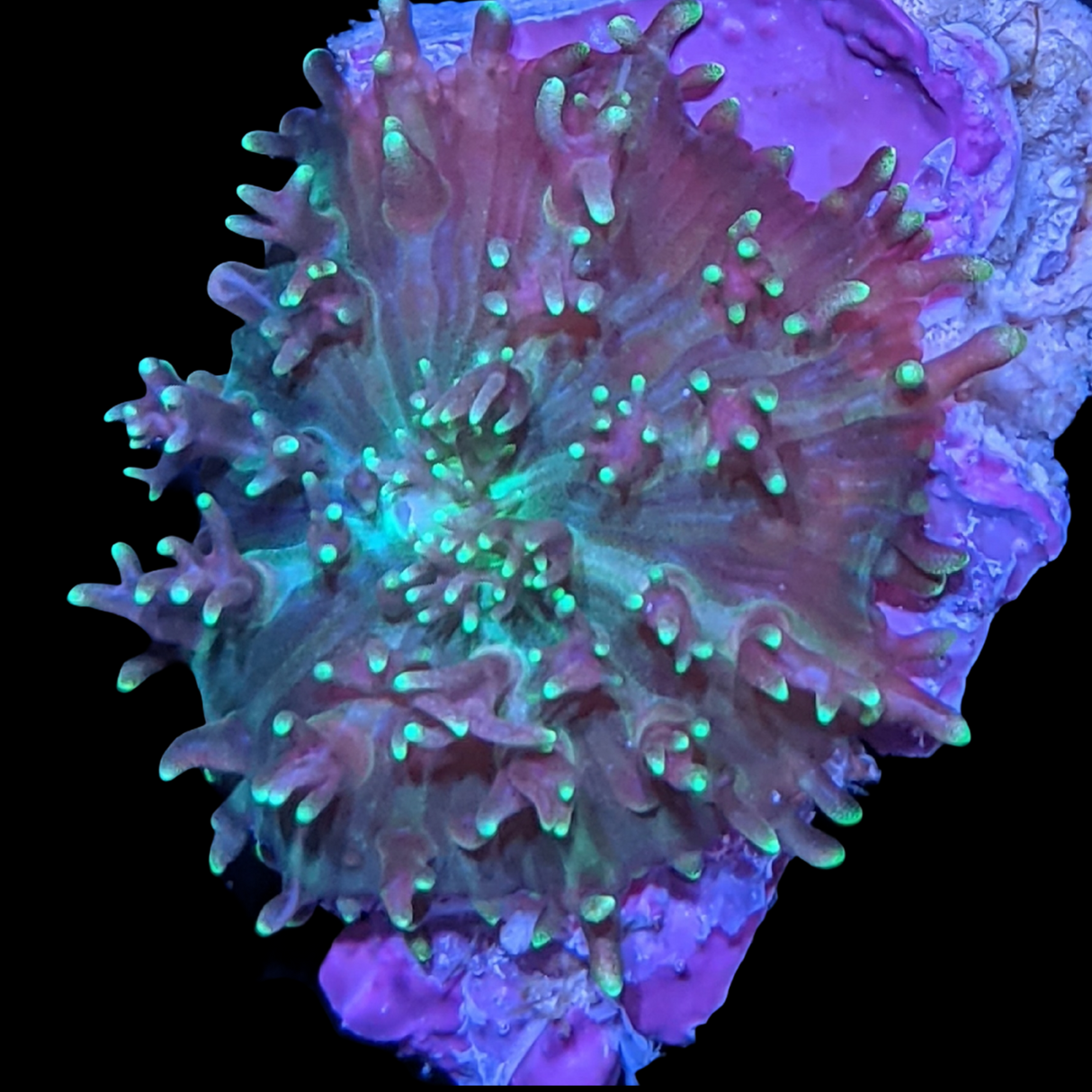 Australian Fuzzy Mushroom