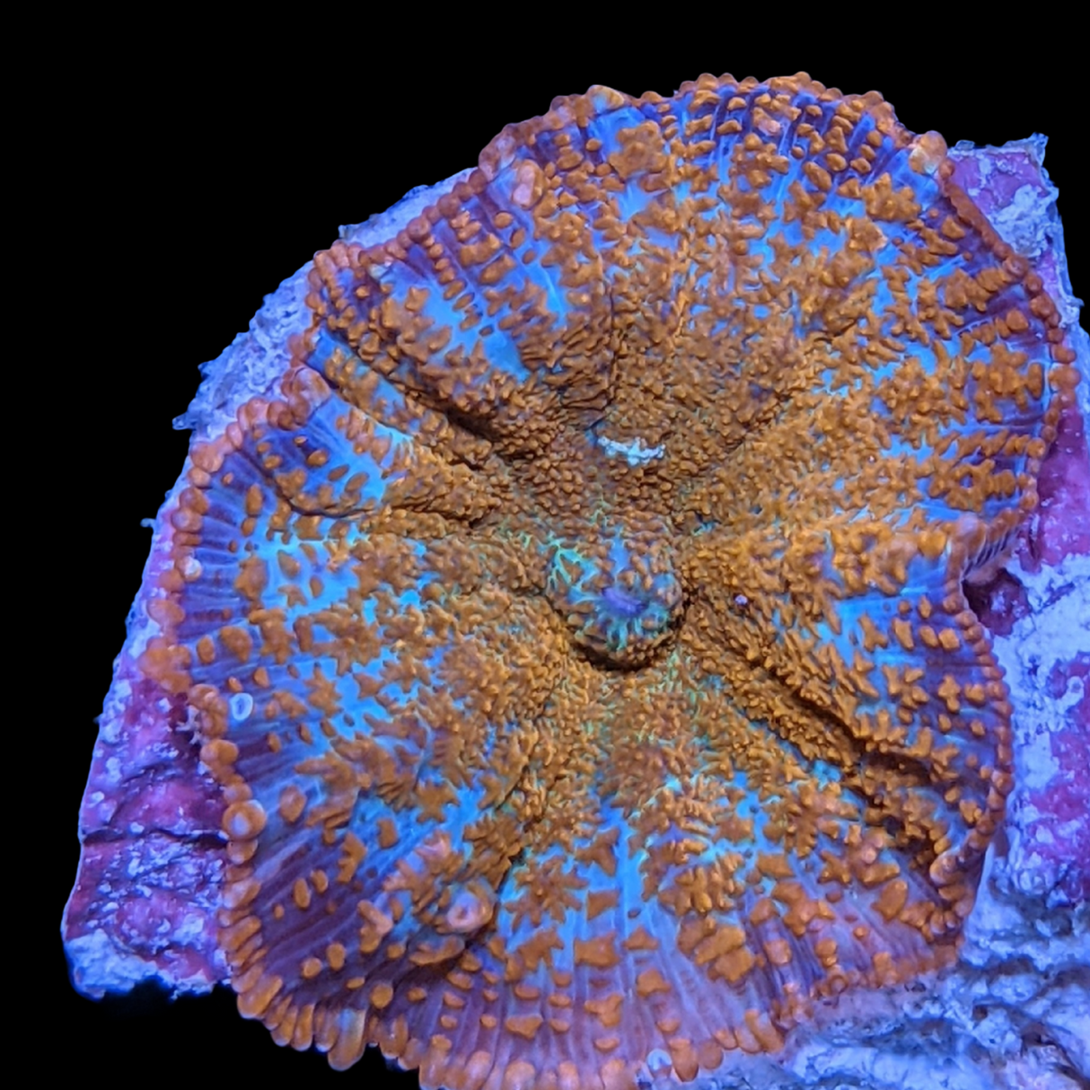 Australian Rhodactis Mushroom