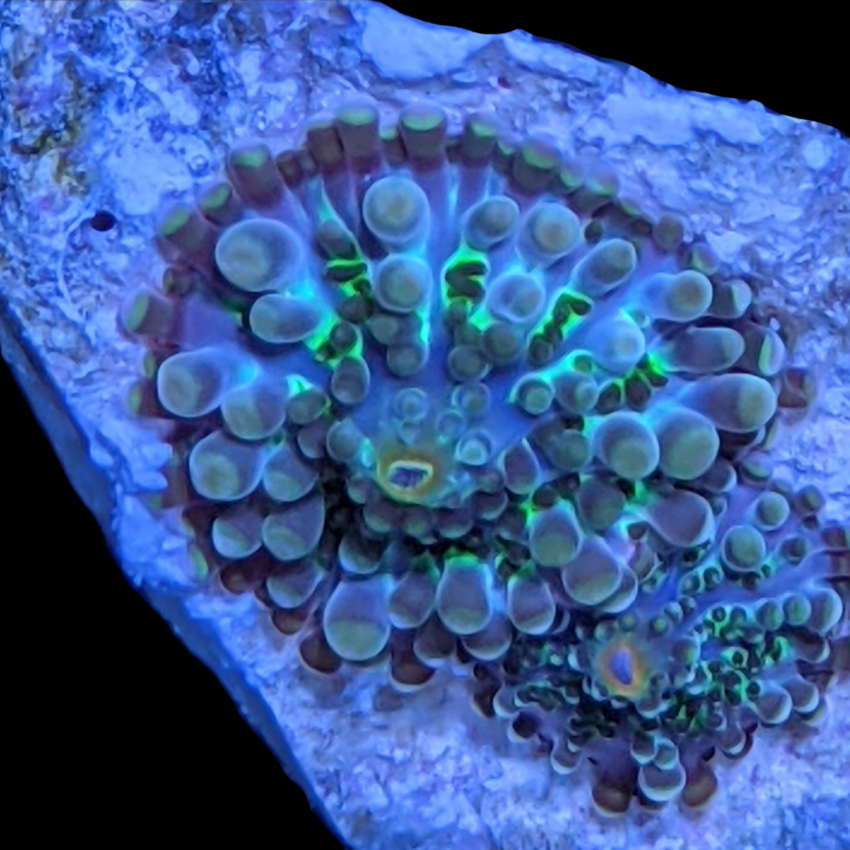 Australian Rhodactis Mushroom