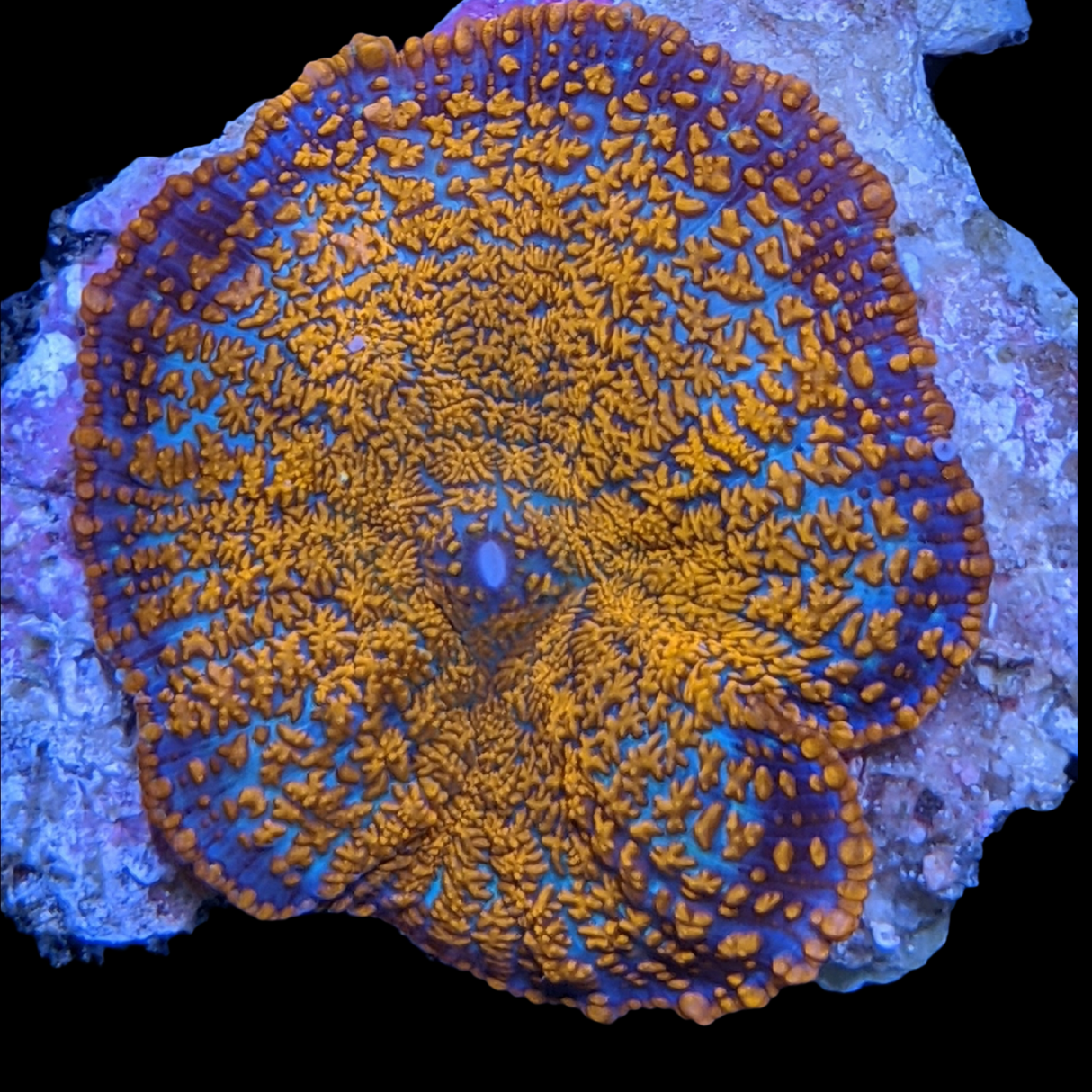 Australian Rhodactis Mushroom