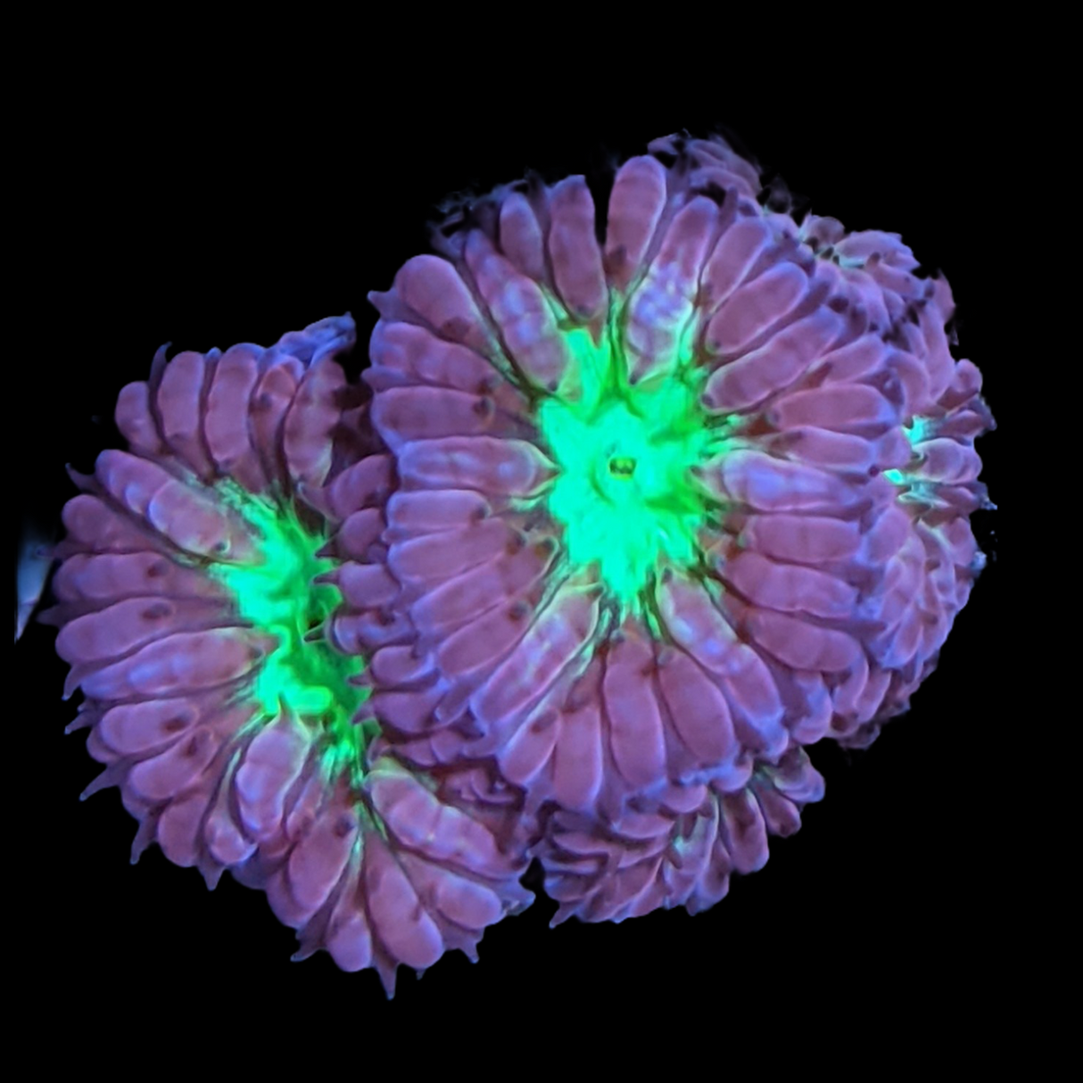 Super Saturday 10 Head Red & Green Blastomussa