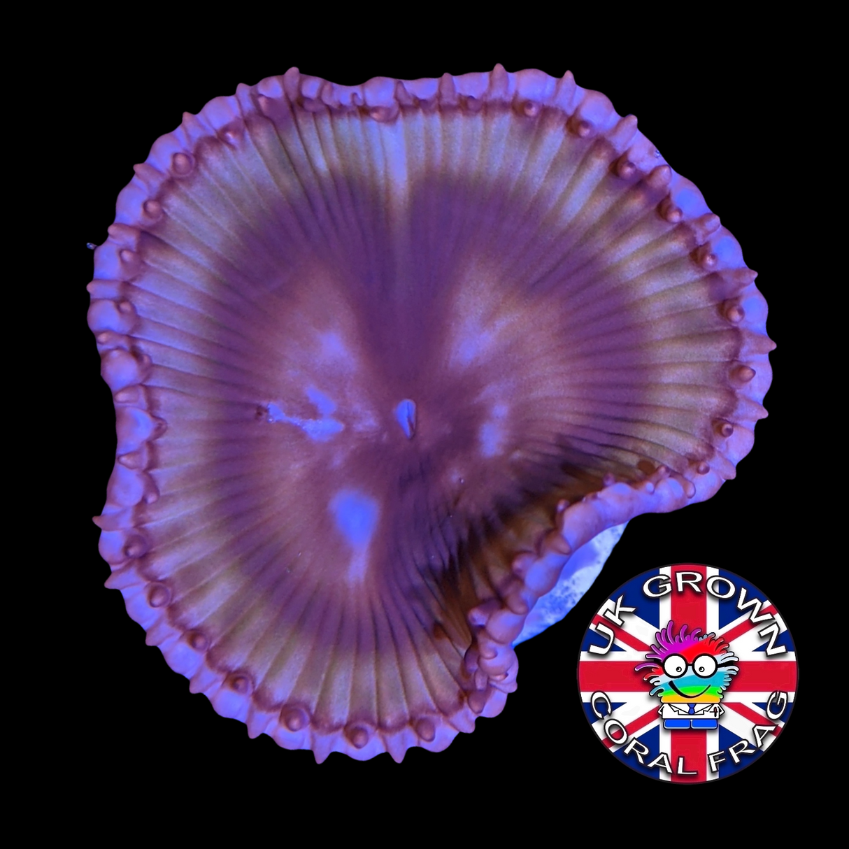 Grandis Paly Zoa Frag (UK Grown)