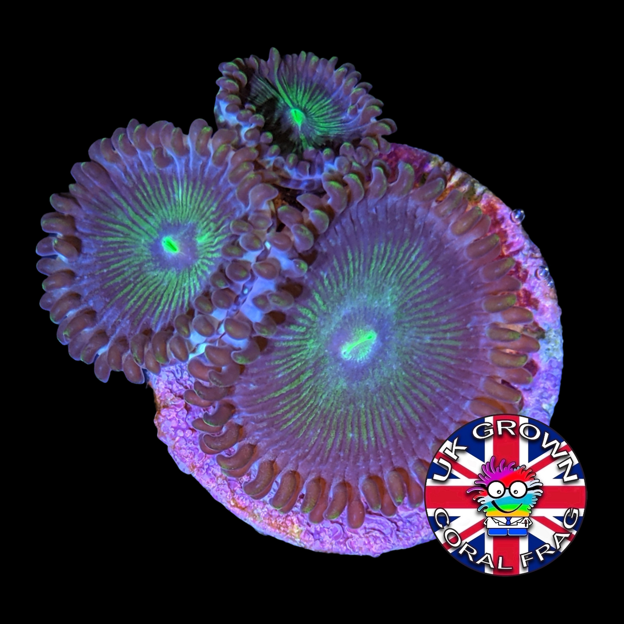 Green People Eater Zoa Frag (UK Grown)