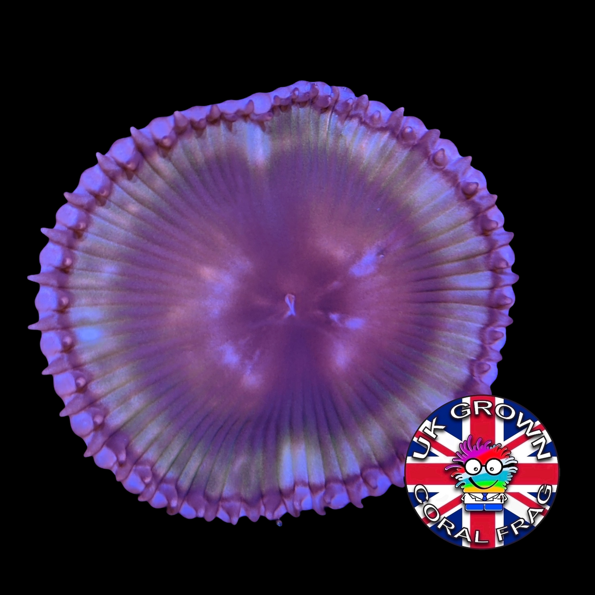 Grandis Paly Zoa Frag (UK Grown)