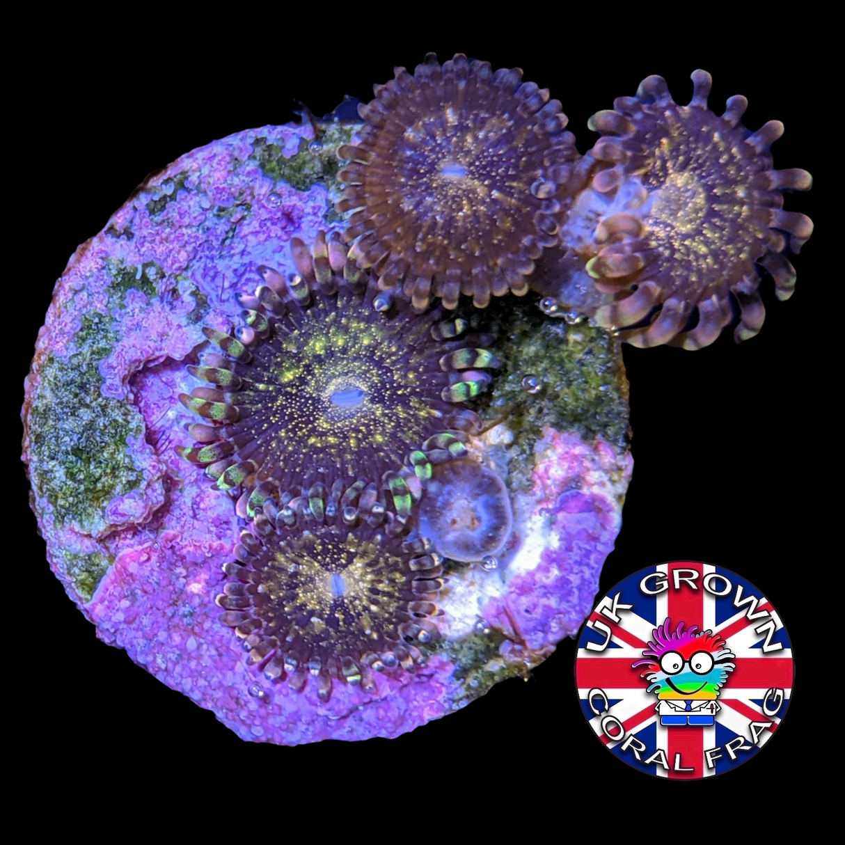 Fairy Dust Zoa (UK Grown)