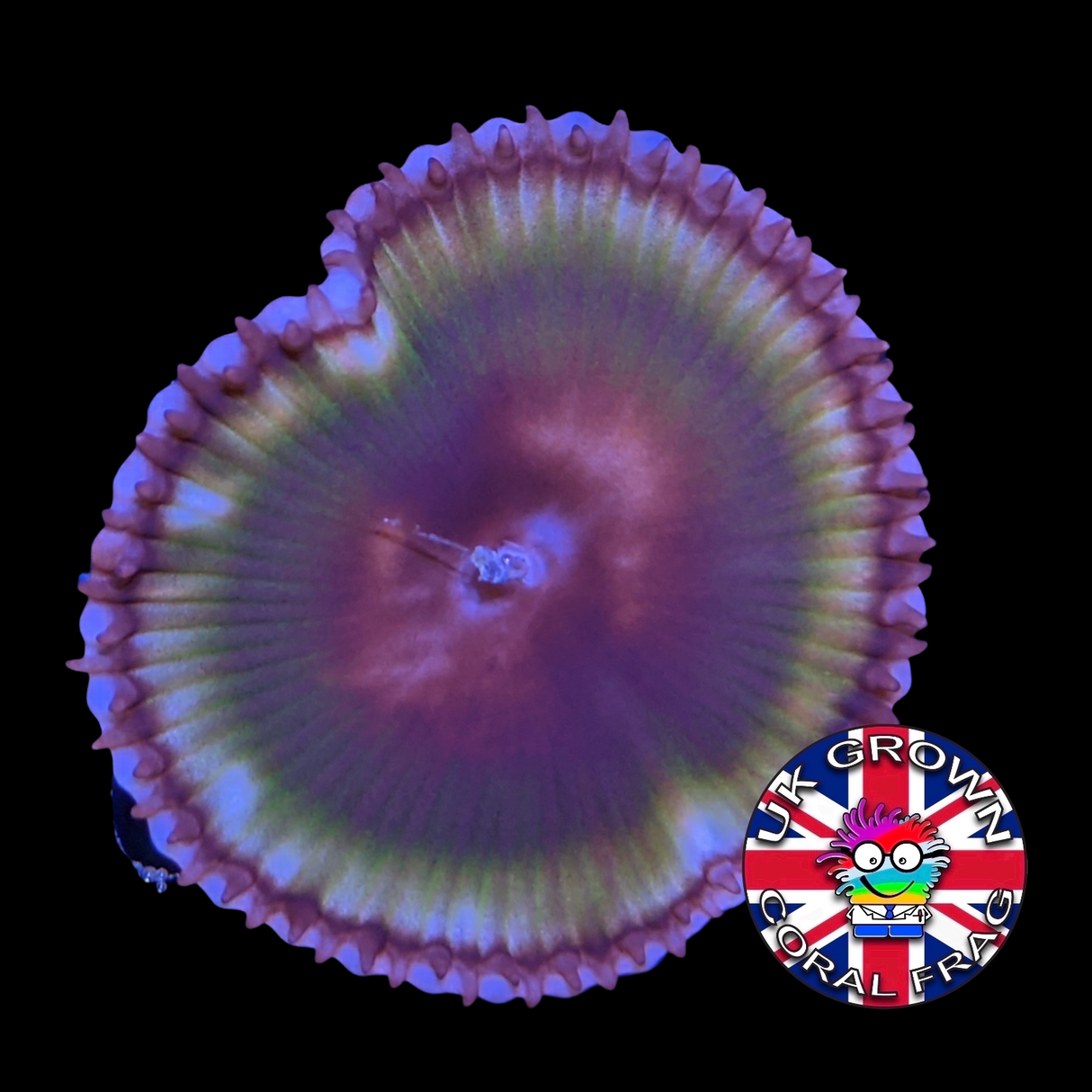 Grandis Paly Zoa Frag (UK Grown)