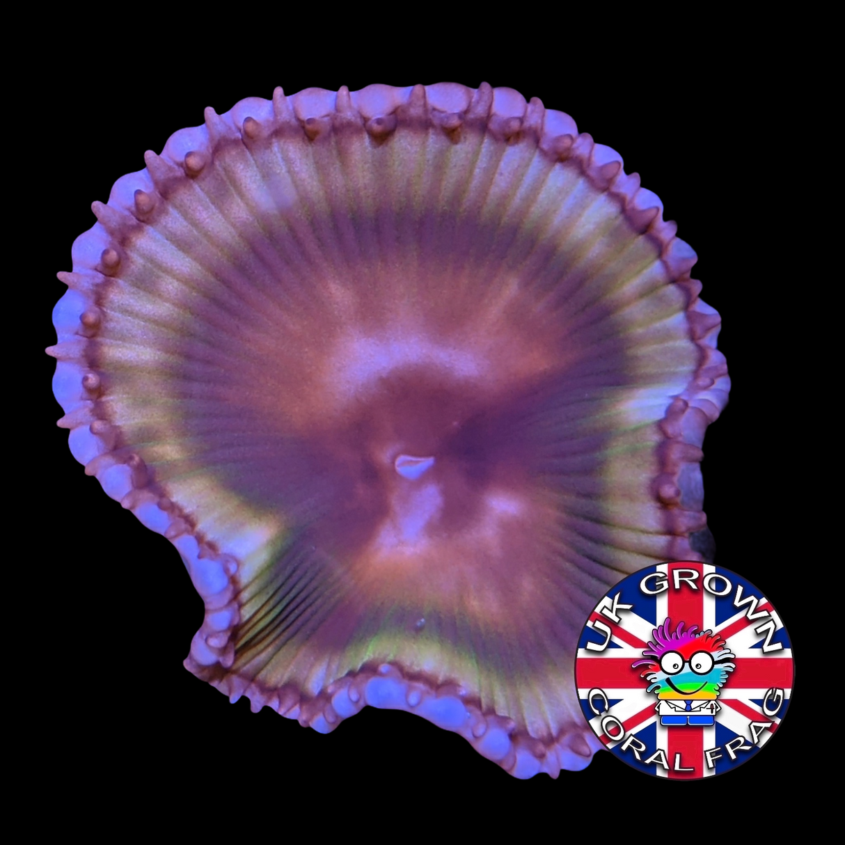 Grandis Paly Zoa Frag (UK Grown)