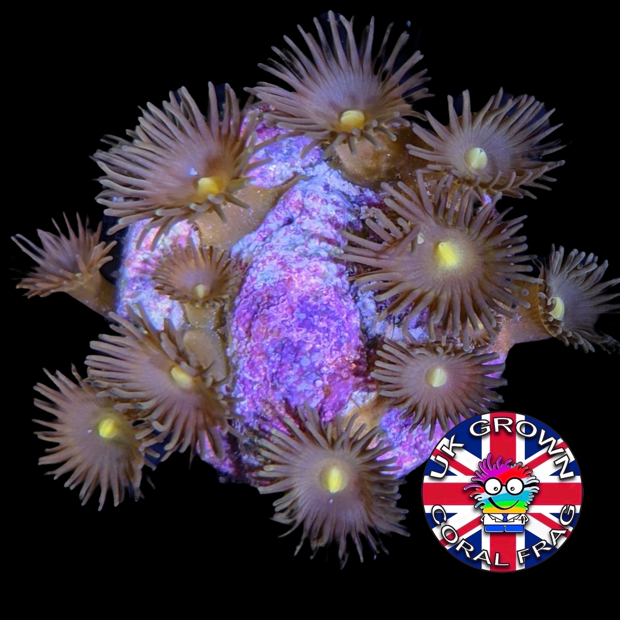 Yellow polyp Zoa Frag (UK Grown)
