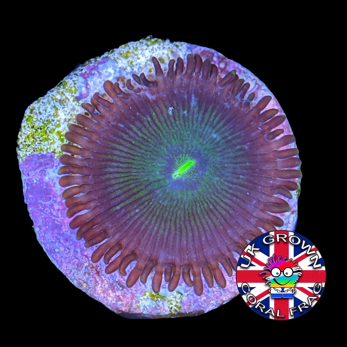 Green People Eater Zoa Frag (UK Grown)