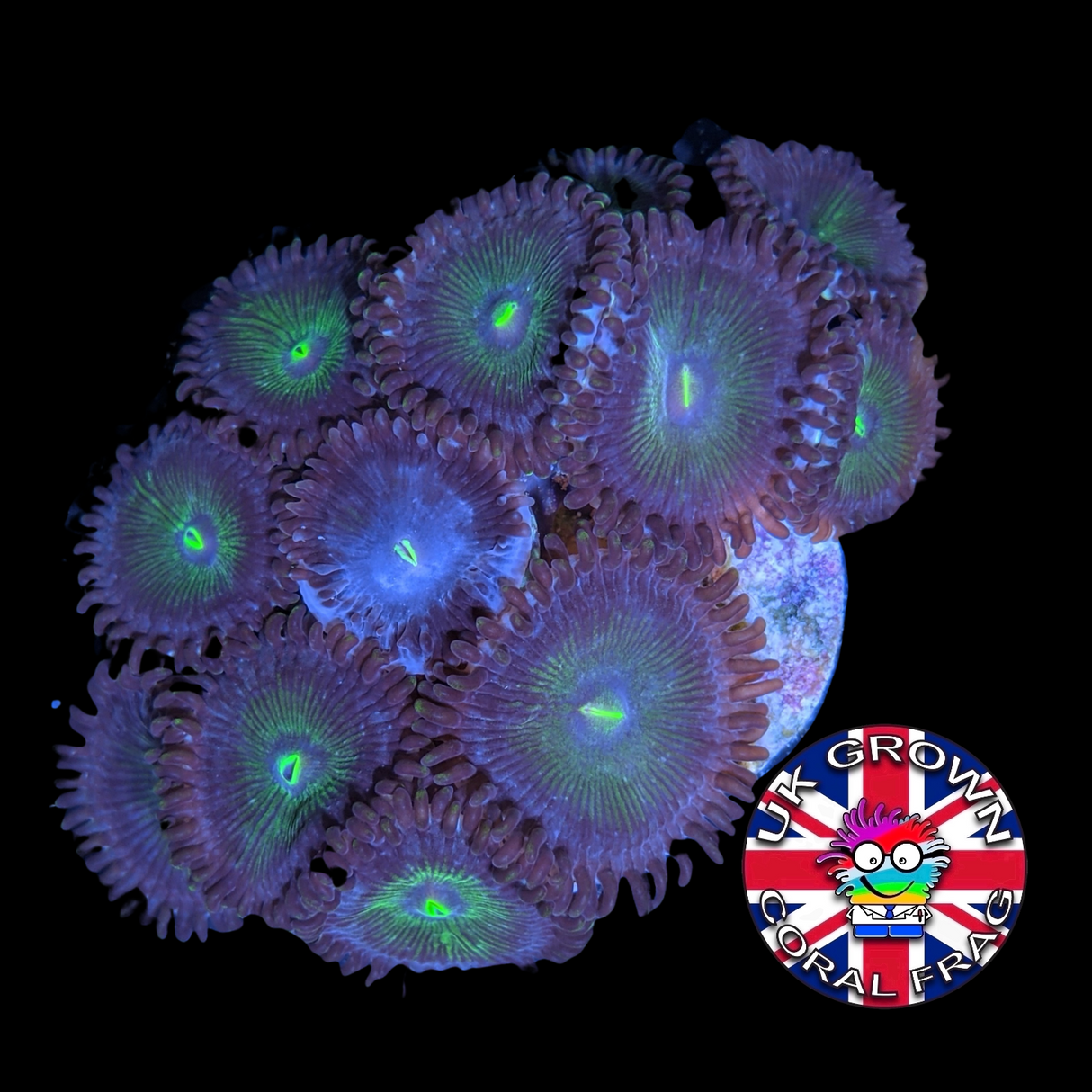 Green People Eater Zoa Frag (UK Grown)