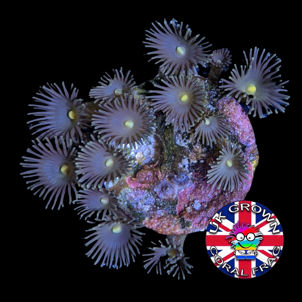 Yellow polyp Zoa Frag (UK Grown)