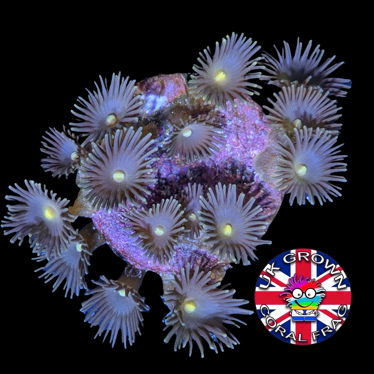 Yellow polyp Zoa Frag (UK Grown)