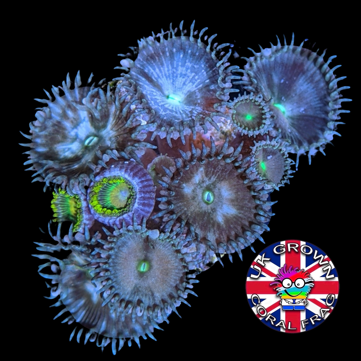 Paly Zoa Frag (UK Grown)