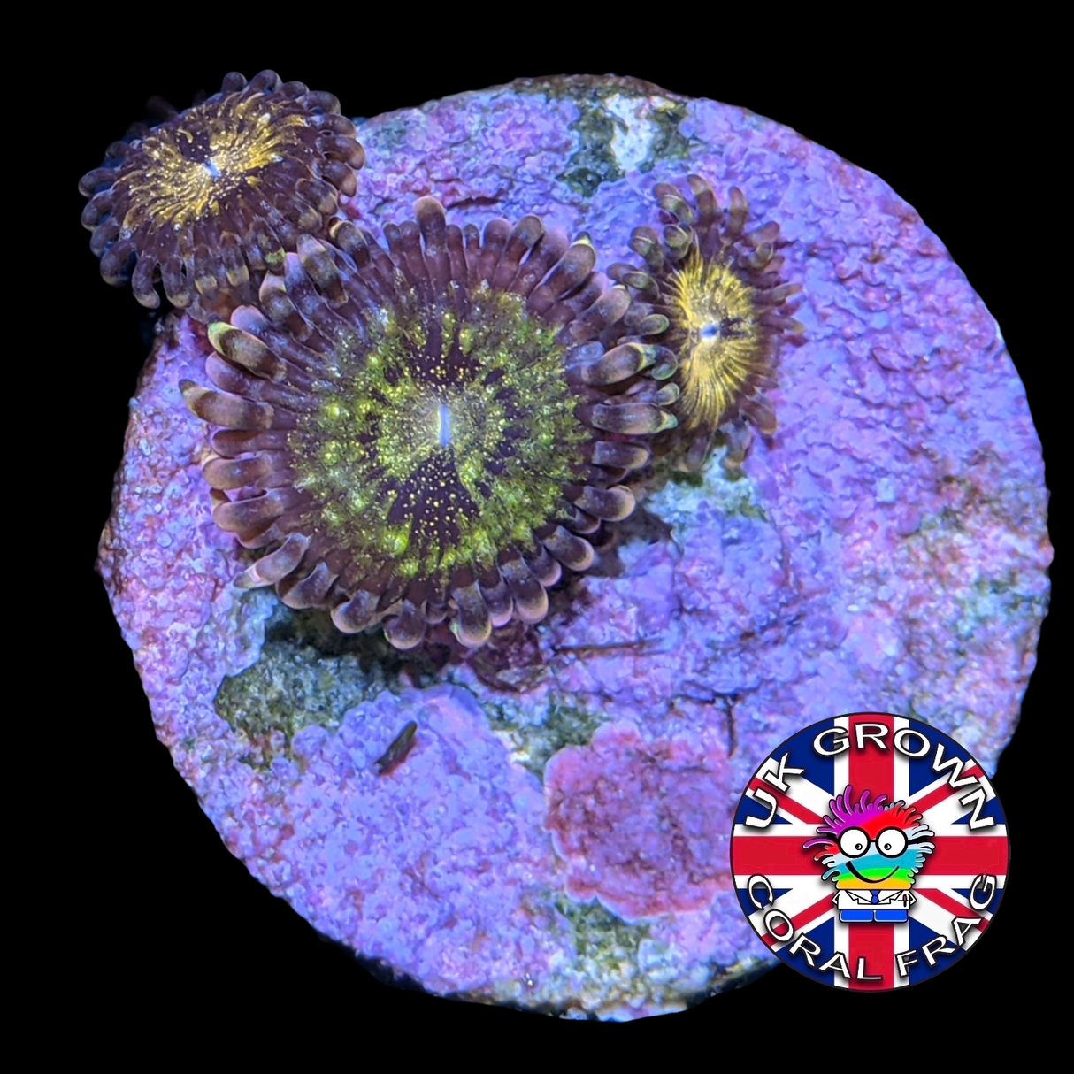 Fairy Dust Zoa (UK Grown)