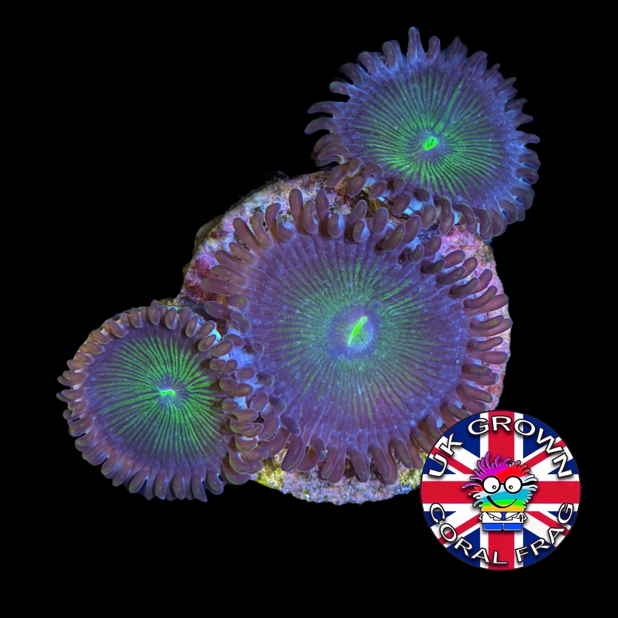 Green People Eater Zoa Frag (UK Grown)