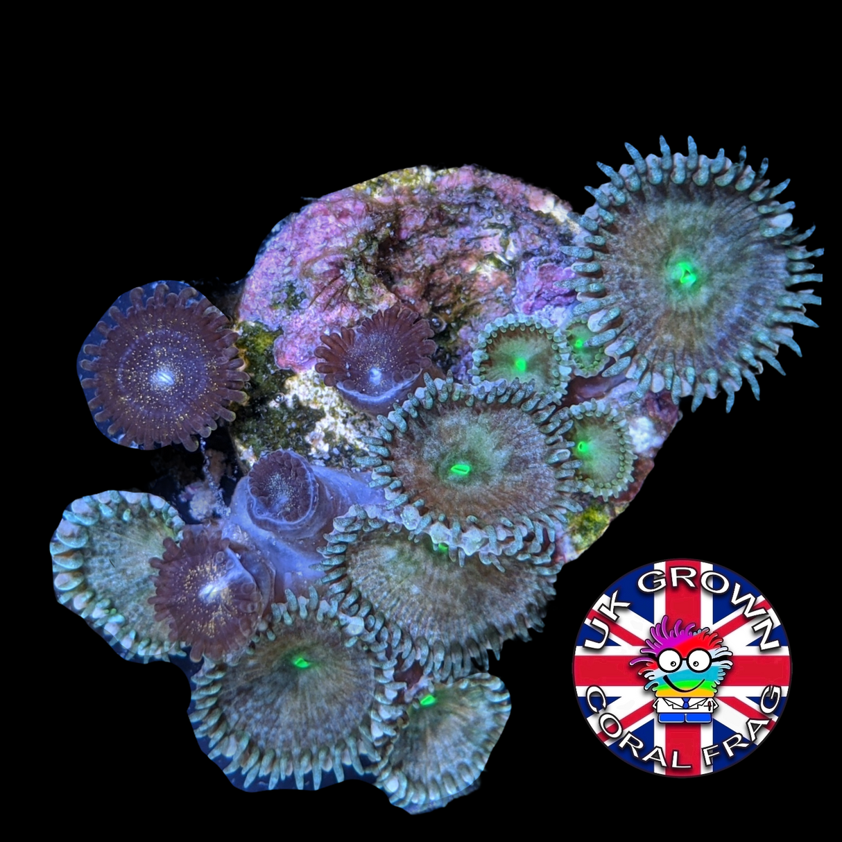 Paly Zoa Frag (UK Grown)