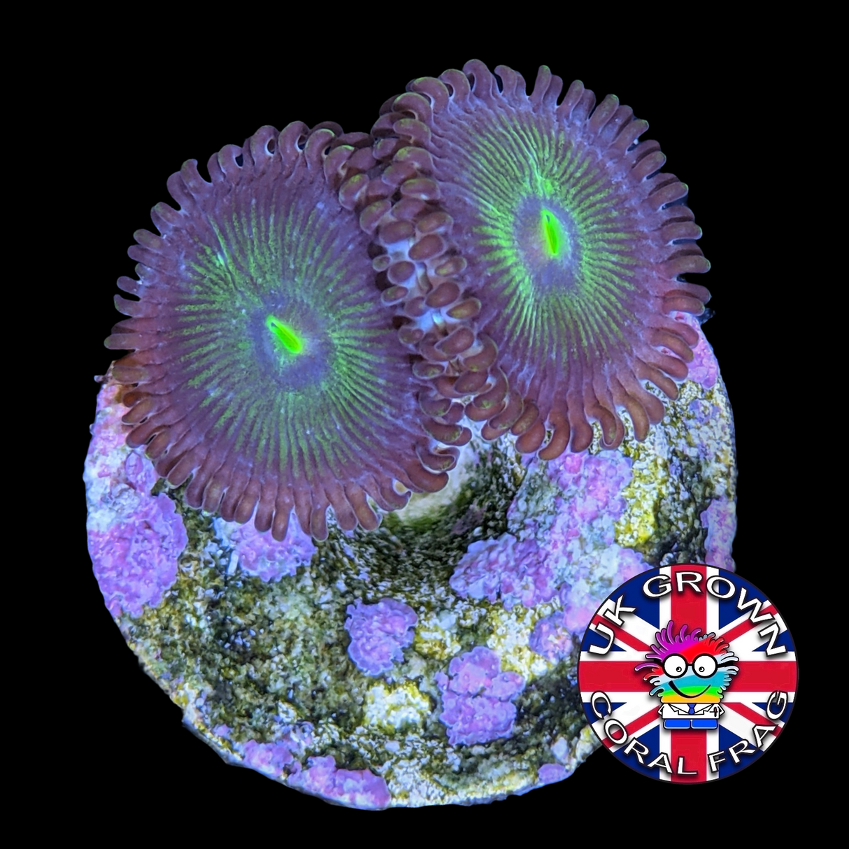Green People Eater Zoa Frag (UK Grown)