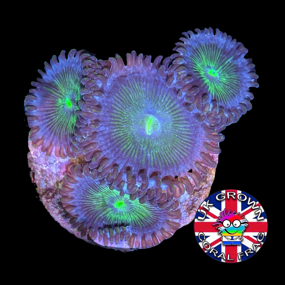 Green People Eater Zoa Frag (UK Grown)