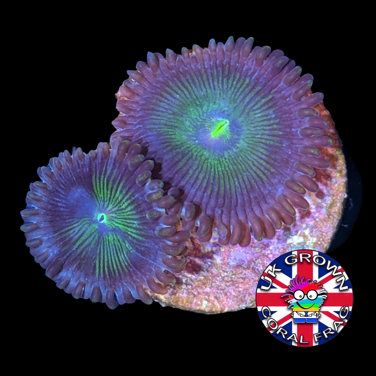 Green People Eater Zoa Frag (UK Grown)