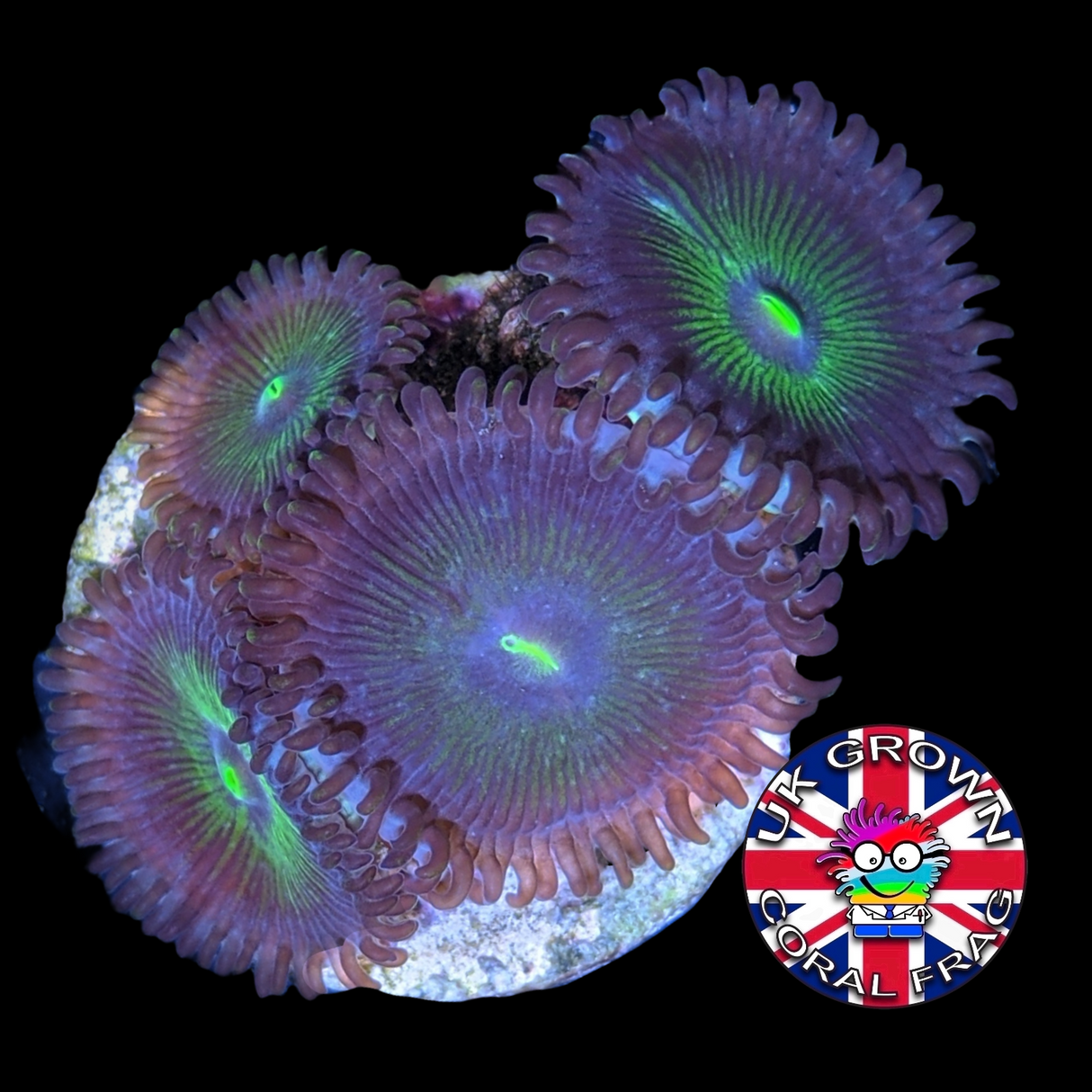 Green People Eater Zoa Frag (UK Grown)