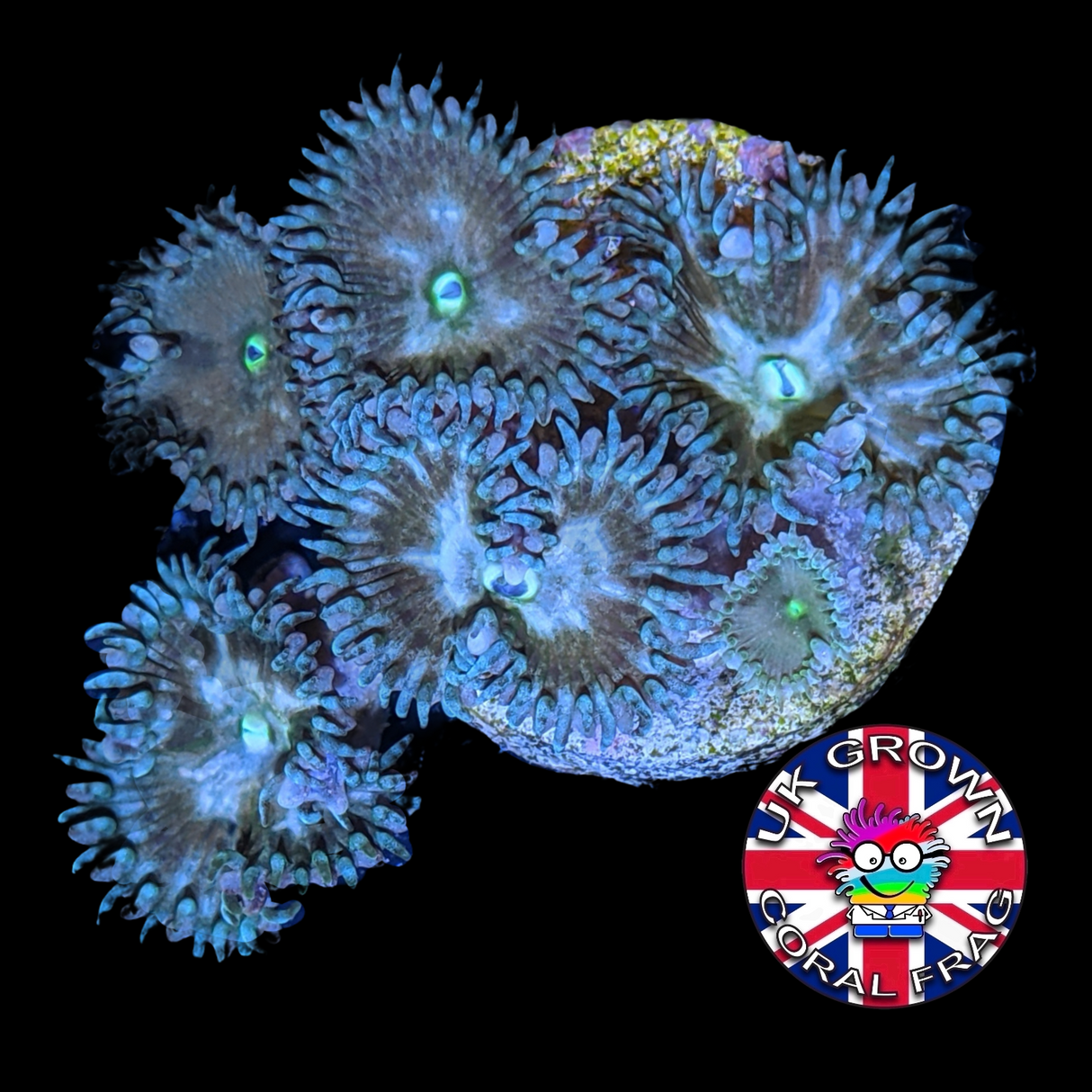 Paly Zoa Frag (UK Grown)