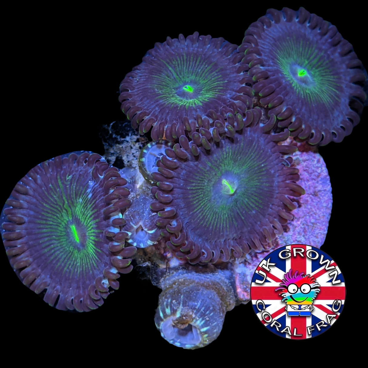 Green People Eater Zoa Frag (UK Grown)