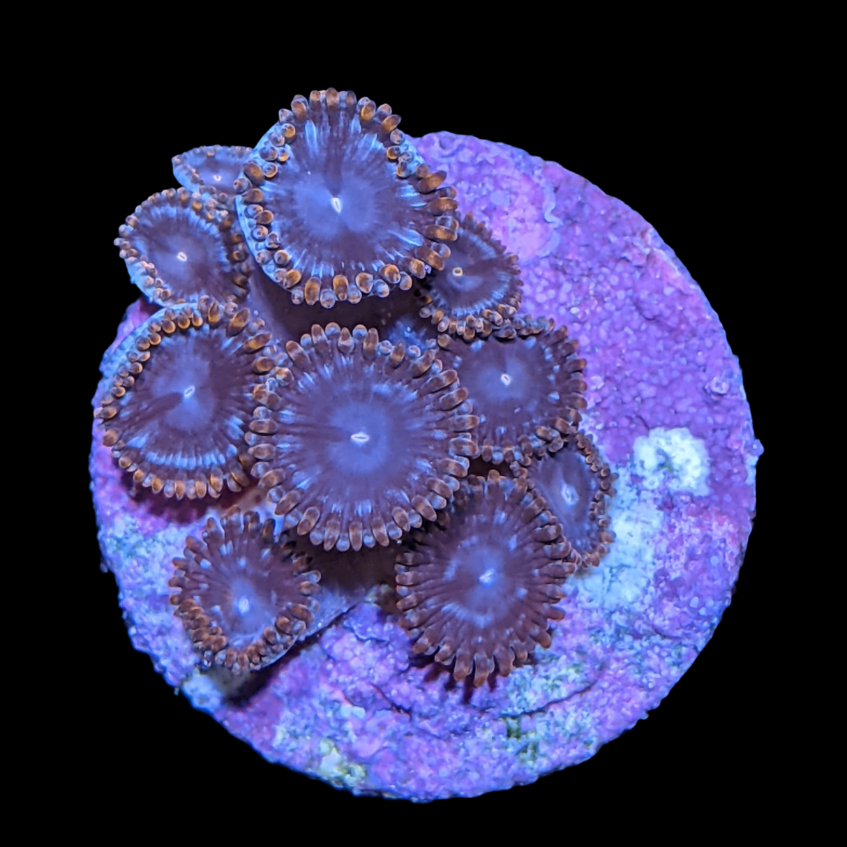 Pin Wheel Zoa Frag