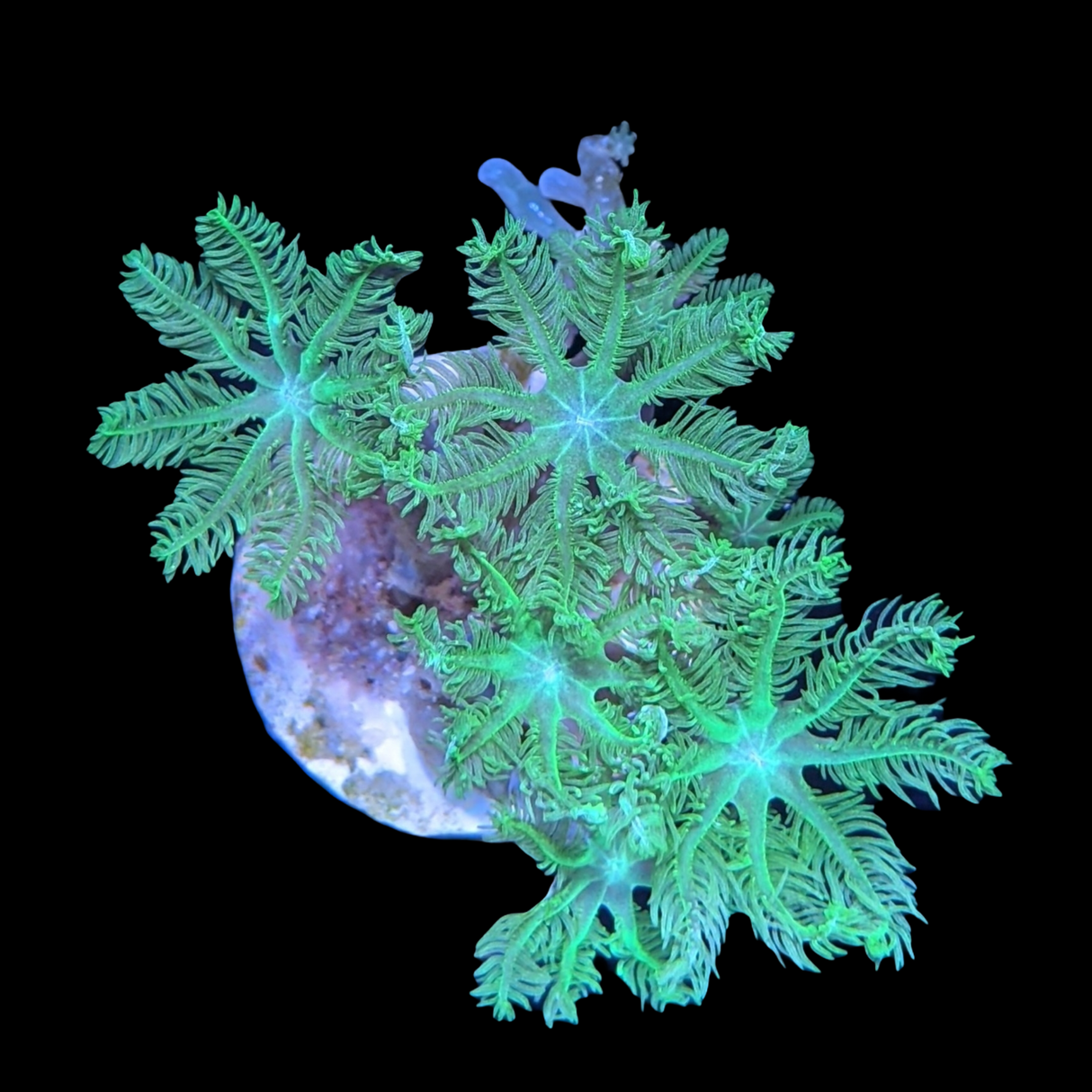 Aquacultured Indonesian Clove polyps