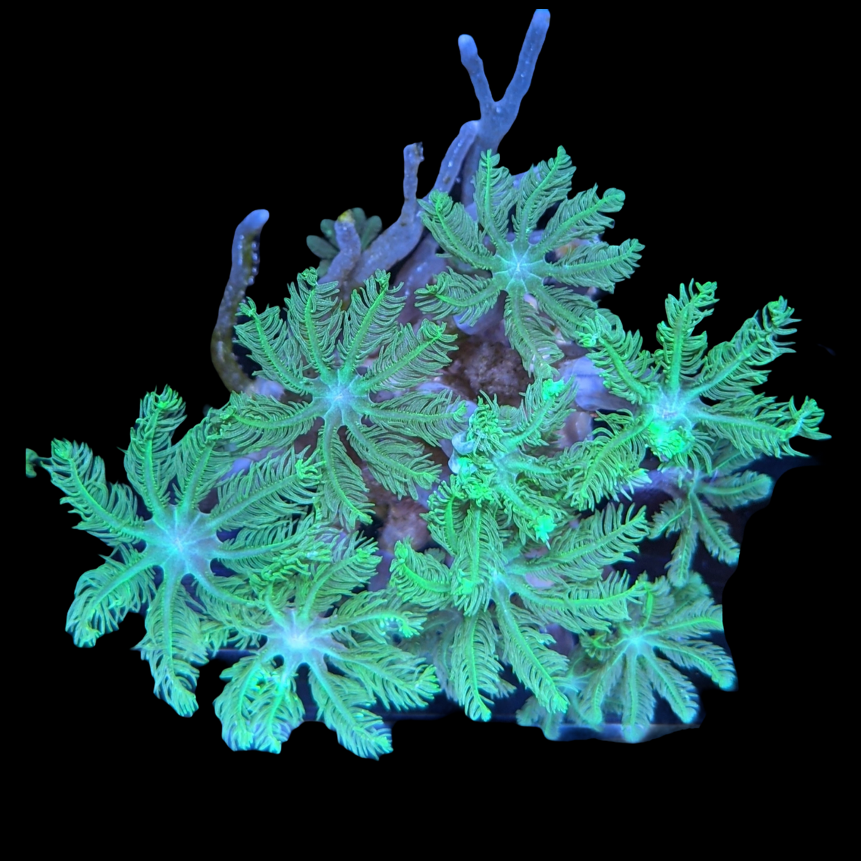 Aquacultured Indonesian Clove polyps