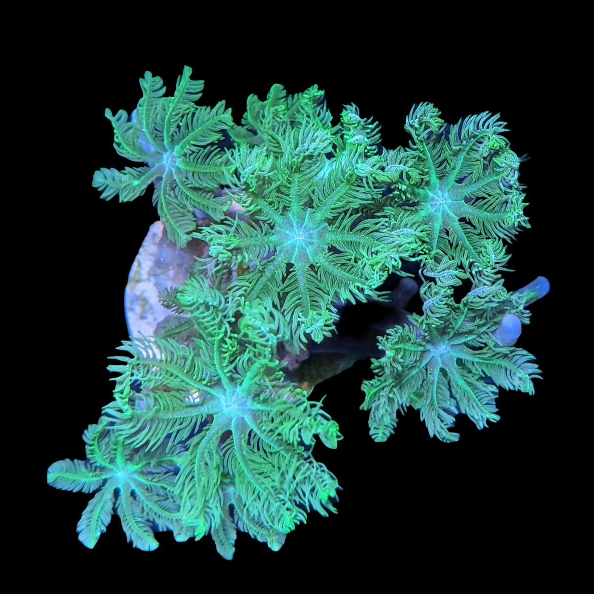 Aquacultured Indonesian Clove polyps