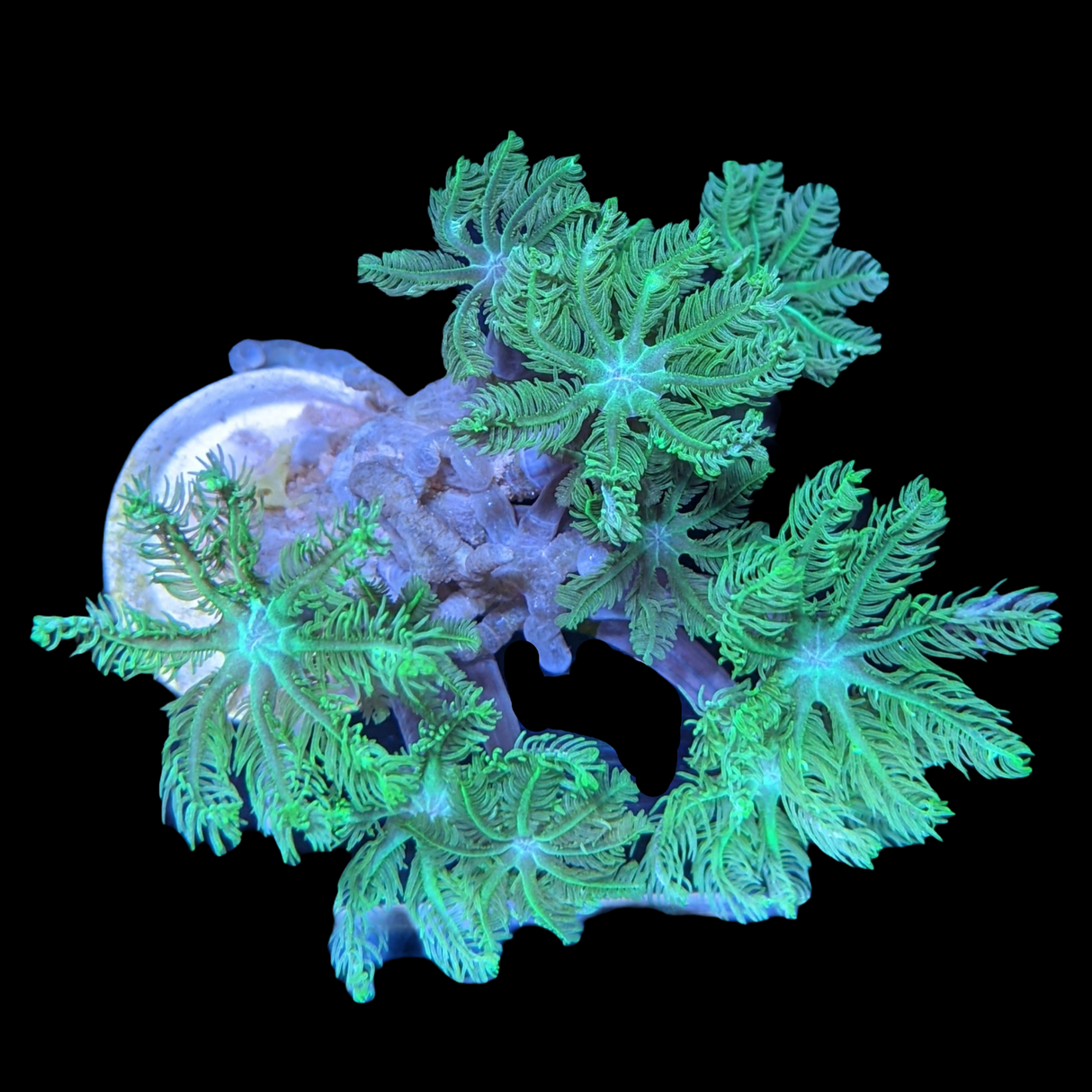 Aquacultured Indonesian Clove polyps