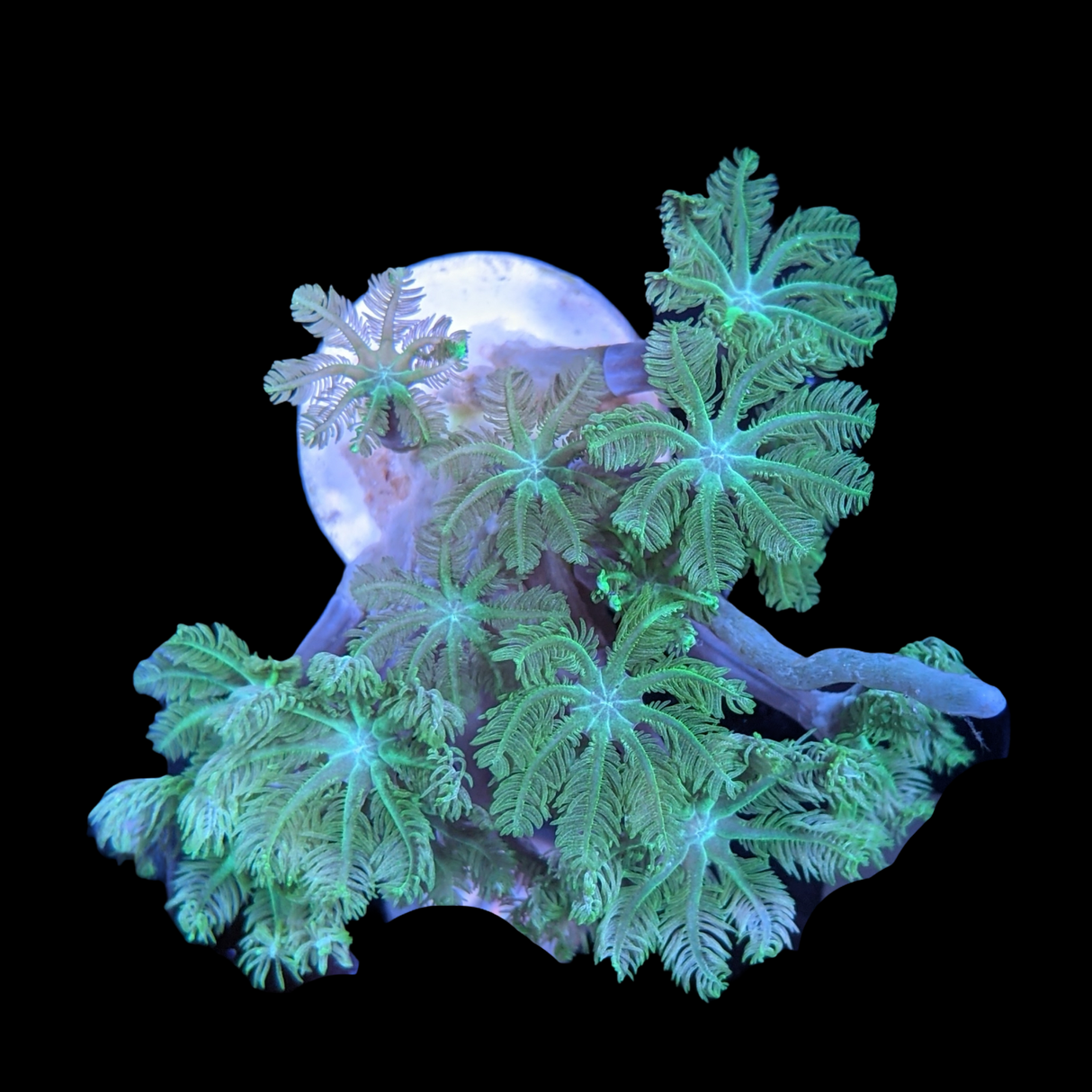 Aquacultured Indonesian Clove polyps