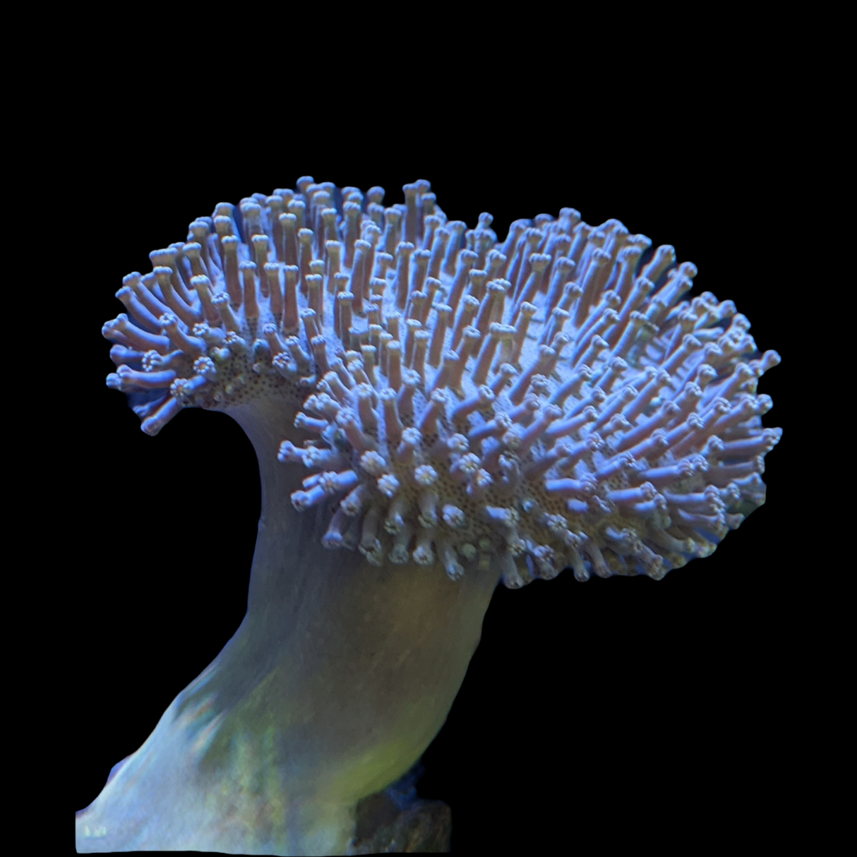 Aquacultured Indonesian Toadstool