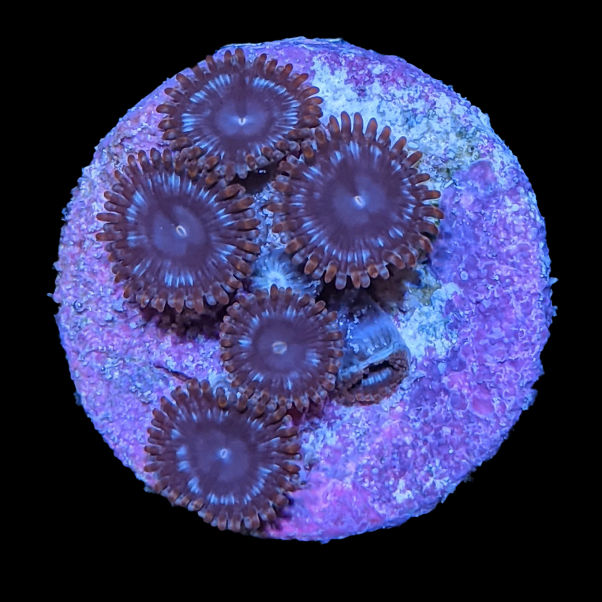 Pin Wheel Zoa Frag