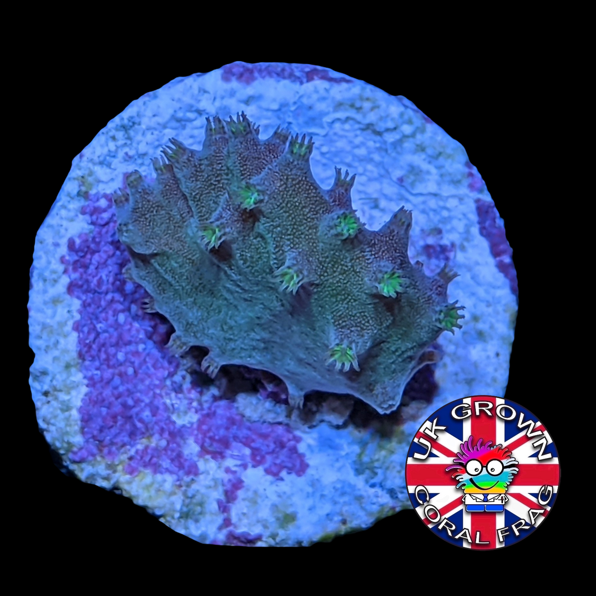 Green Sinularia Dura (UK Grown)