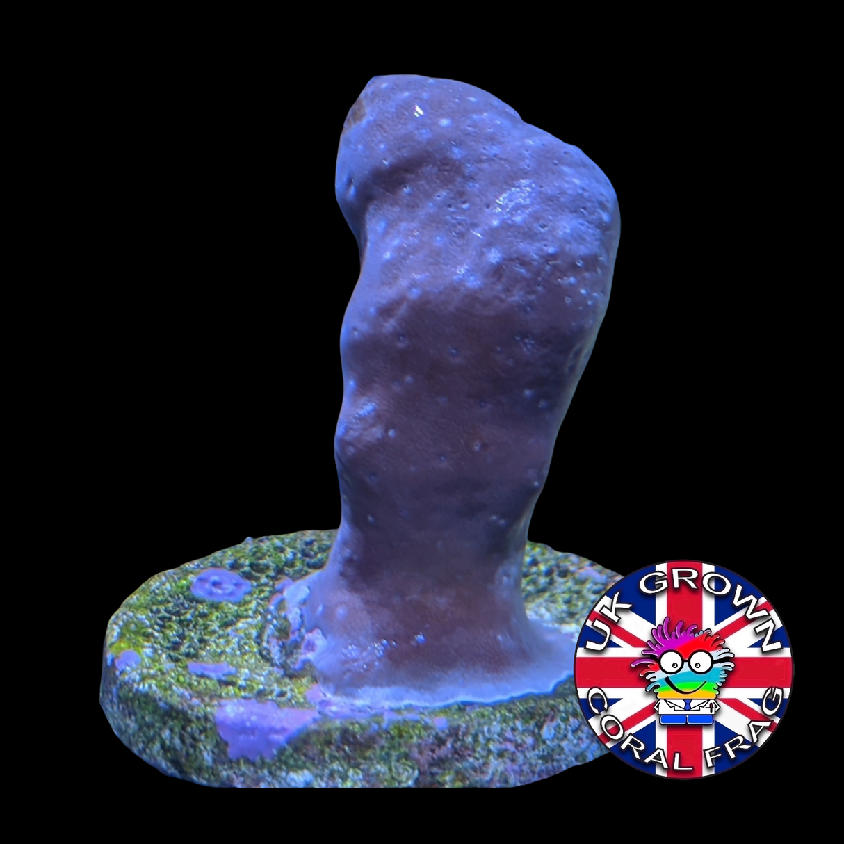 Blue Ridge (UK Grown)