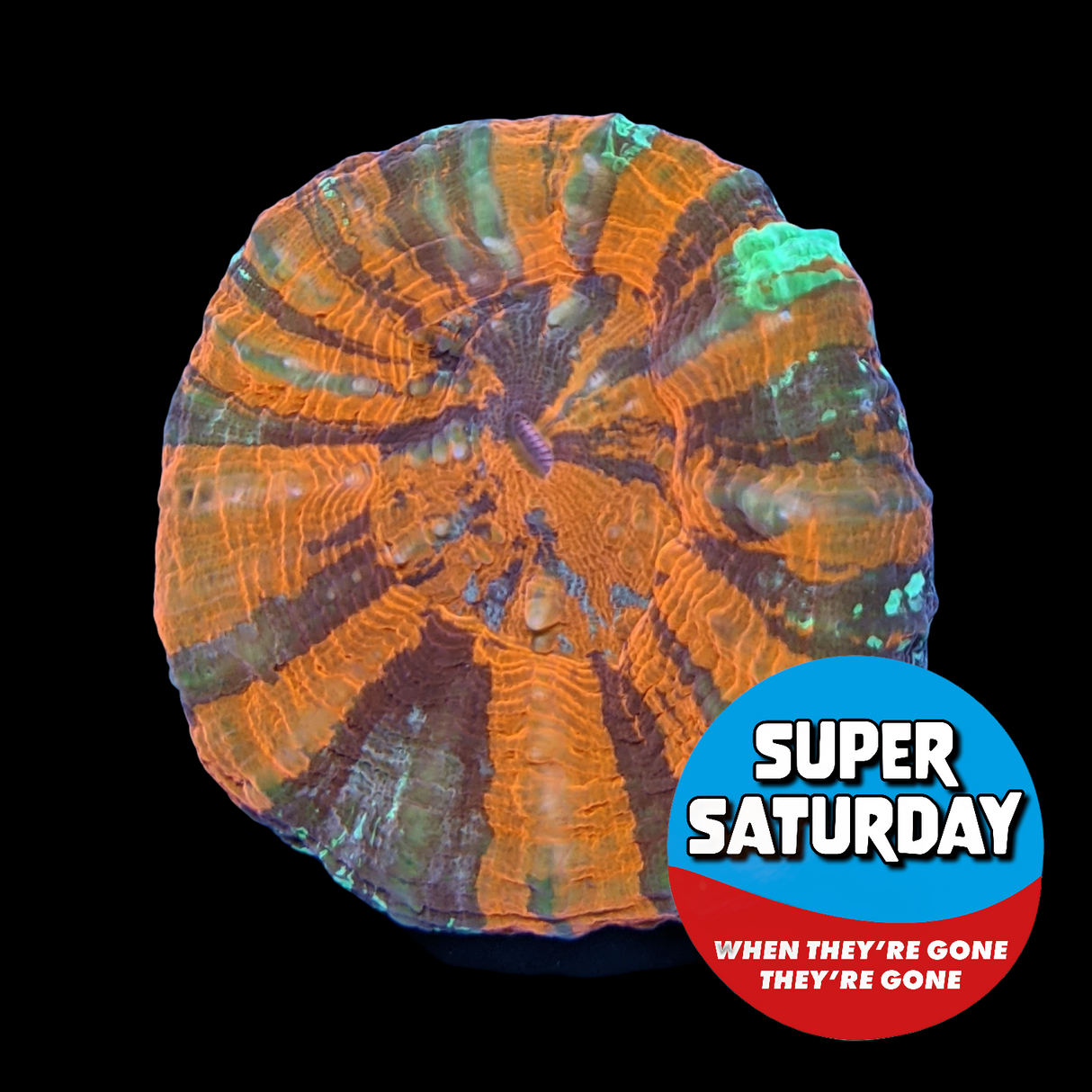 Super Saturday Small Australian War Paint Scolymia (Collection Only)