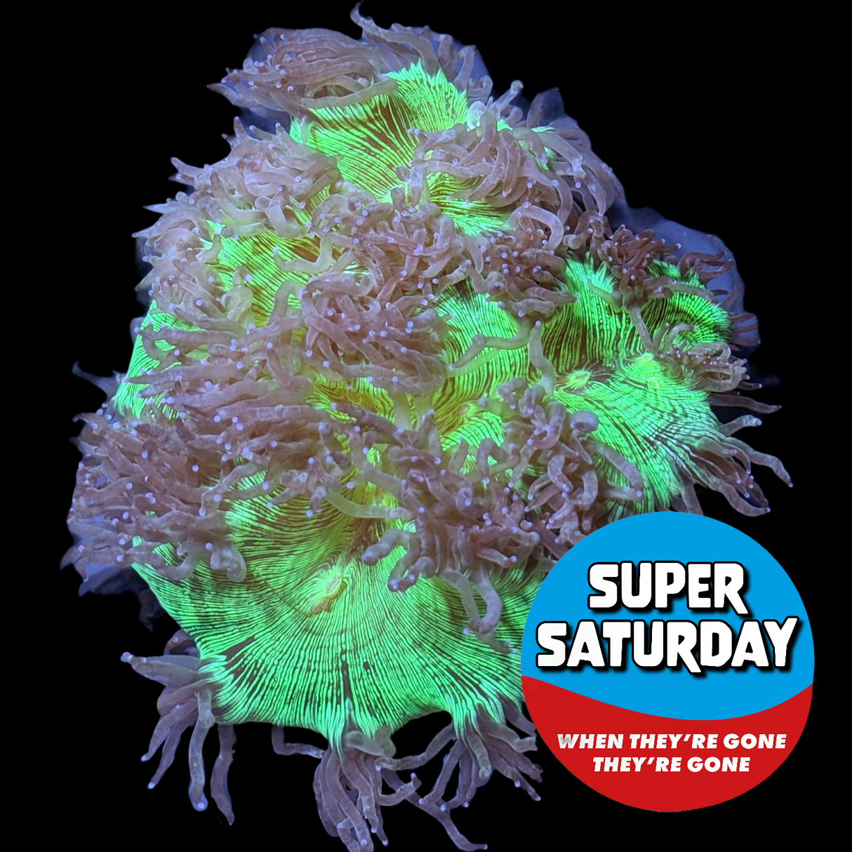 Super Saturday Catalaphyllia Jardinei Large (Collection Only)