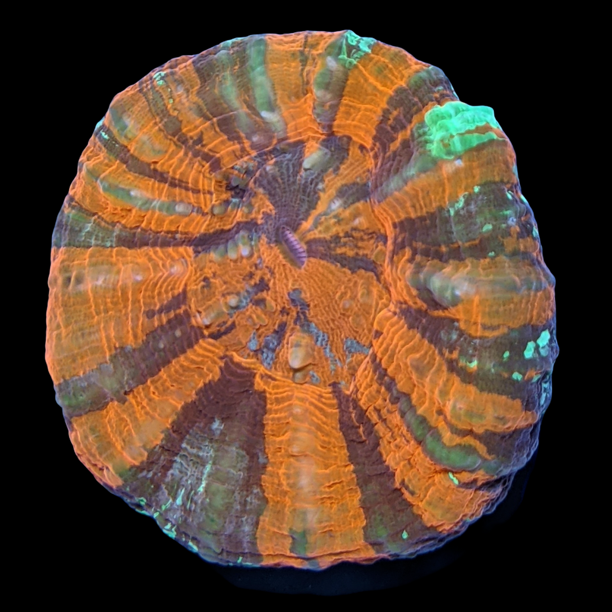 Super Saturday Small Australian War Paint Scolymia (Collection Only)