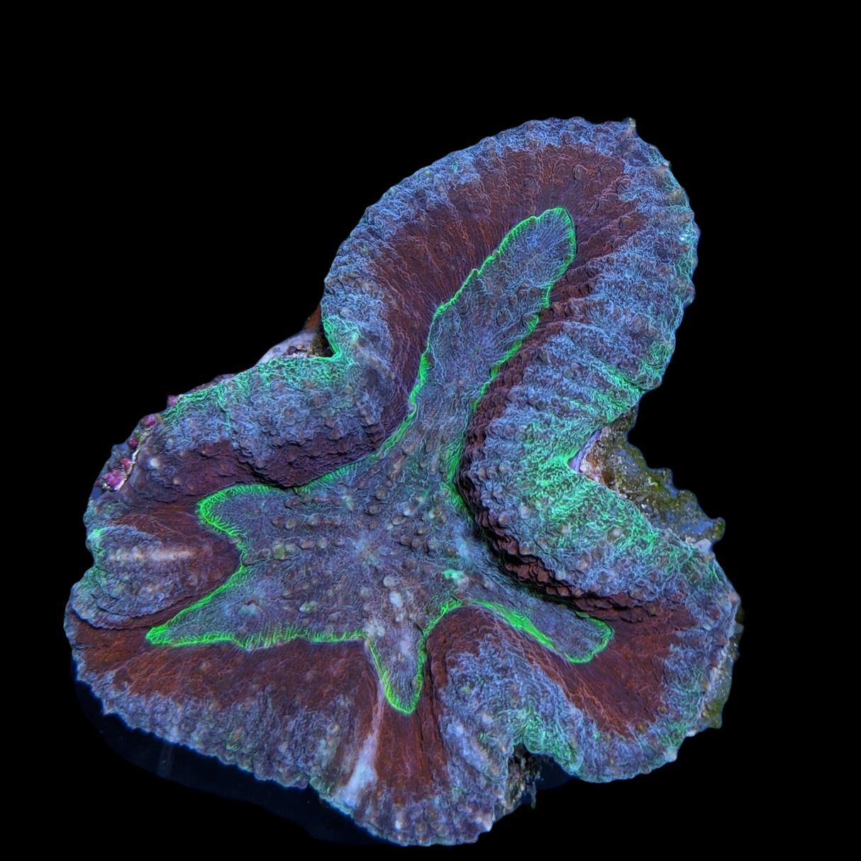 Lobophyllia (collection Only)